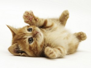 Un-lindo-gatito-1024x768