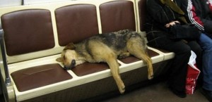 Los-perros-callejeros-invaden-Moscu