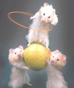 los ratones malabaristas