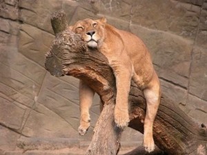 leon-durmiendo