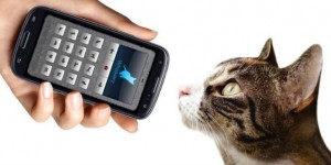 traductor-humano-gatos