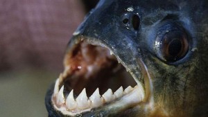 pacu-pirana-paris2--644x362