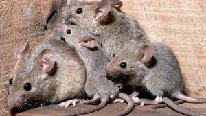 ratones--644x362