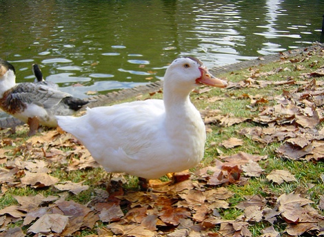 Ni Se Te Ocurra Dar De Comer A Los Patos Ya Que Podrian Desarrollar El Trastorno Ala De Angel Cadena Dial
