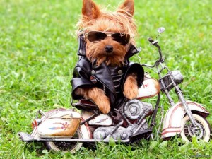 perro vestido de rock con una moto-263961