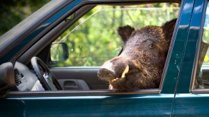 article-jabalies-responsables-mayoria-accidentes-coche-animales-102180-545c904874cbe