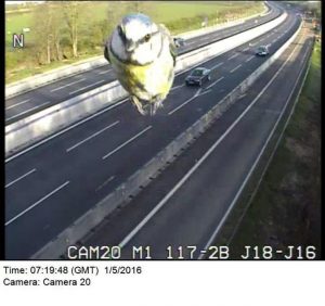 herrerillo-comun-twitter-paul-watts-1