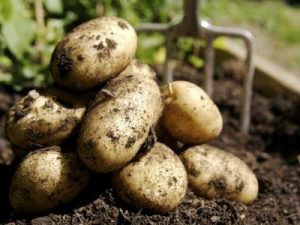 patatas-marte_0