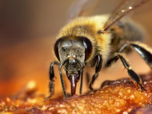 abejas-reinas-21-1030x773