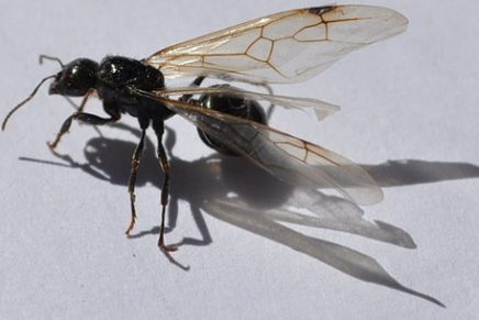 Salvación Lejos Perspicaz Por qué vemos tantas hormigas con alas estos días?