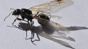 plaga_hormigas_voladoras