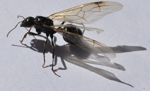 ¿Por qué vemos tantas hormigas con alas estos días?
