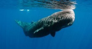 cachalote