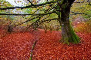Autumn Selva de Irati beech jungle in Navarra Pyrenees Spain