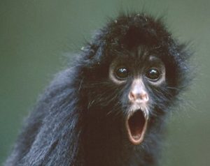 mono-arana-alucinando