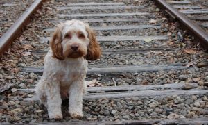 masct022-perro-perdido-video-668x400x80xx