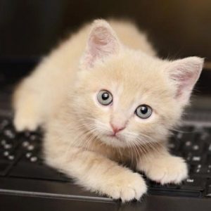 Conocimiento-gatuno-30-curiosidades-sobre-los-gatos