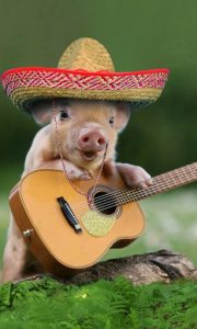 dancing-and-singing-funny-pets-7-1-s-307x512