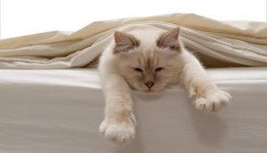 img_dormir_con_mi_gato_es_malo_20797_paso_2_600
