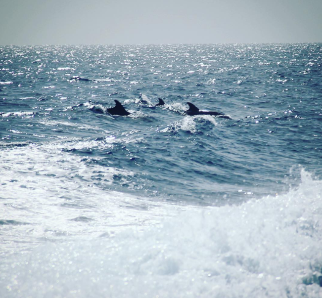 Delfines desde el barco de Paulina