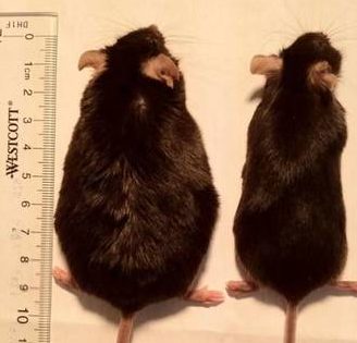 diferencia peso ratones
