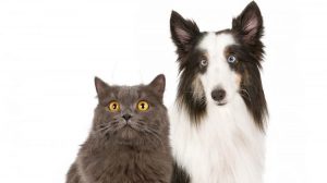 laser-peligros-perros-gatos-art