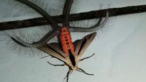 Insecto-alienigena