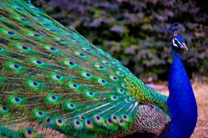 pavo-real-azul-600x400