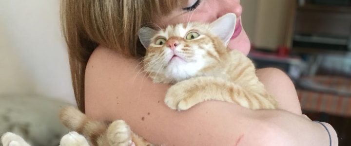 Cuando Empieza Un Gato A Ser Cariñoso