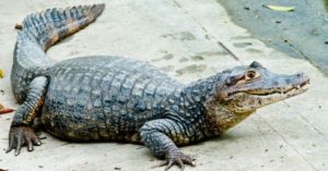 caimc3a1n_-_internet