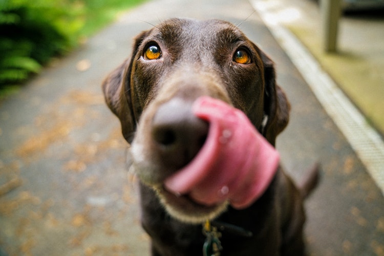 perro-lengua