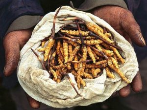 1509622869_archive_Viagra_Himalaya_amenaza_destruir_Nepal_PLYIMA20140625_0049_9