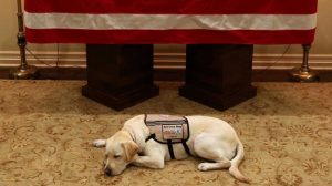 bush-perro-03122018-490015