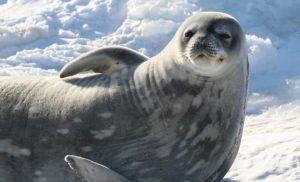 Foca-de-Weddell2