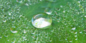 Close-Up Of Raindrops On Leaf