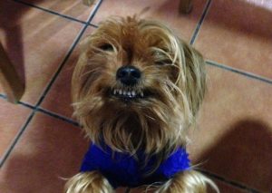 Coco, la mascota más feliz