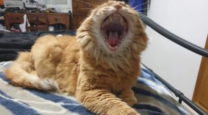 el gato influencer de una atrevida