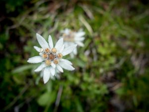 La bonita historia madre-hija con la flor Edelweiss