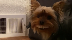 Un perro roba la dentadura de su dueño... ¡Y le queda perfecta!