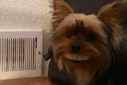 Un perro roba la dentadura de su dueño... ¡Y le queda perfecta!