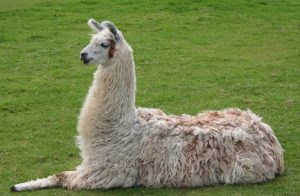 llama
