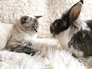 Un gato comienza a actuar como un conejo tras convivir con dos de ellos