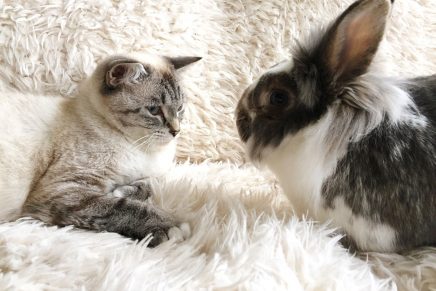 VÍDEO: Un gato comienza a actuar como un conejo tras convivir con dos de  ellos toda su vida - Cadena Dial