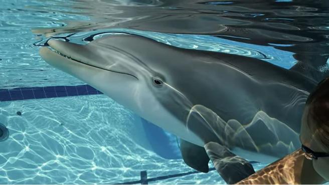 Crean delfines robot para acabar con el cautiverio en los acuarios
