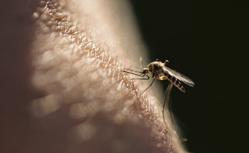 picadura mosquito coronavirus