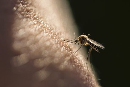 picadura mosquito coronavirus