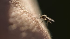 picadura mosquitos coronavirus