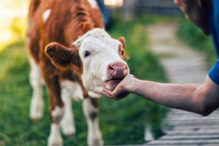 Caricias a una vaca por 75 euros: la nueva tendencia para "conectar con uno mismo"