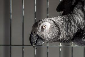 Cinco loros acaban aislados por insultar a los clientes de un zoológico