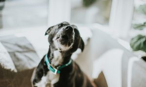 perro ladridos evitarlo trucos